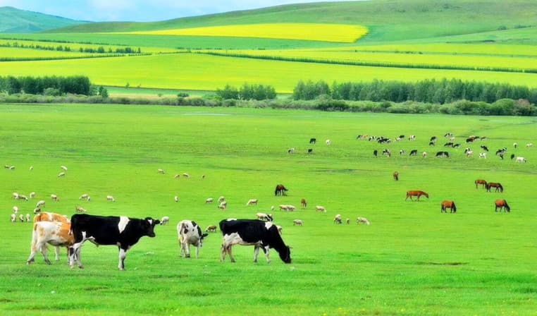 hulunbuir-grassland hulunbuir-grassland