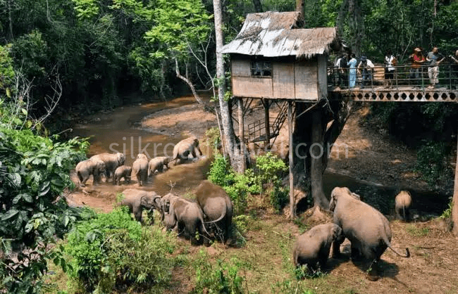 6-days-xishuangbanna-rainforest-wildlife-dai-culture-discovery-tour 6-days-xishuangbanna-rainforest-wildlife-dai-culture-discovery-tour