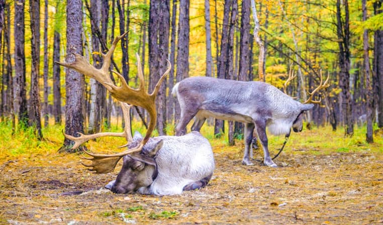 13-days-northeast-china-tour-to-harbin-inner-mongolia 13-days-northeast-china-tour-to-harbin-inner-mongolia