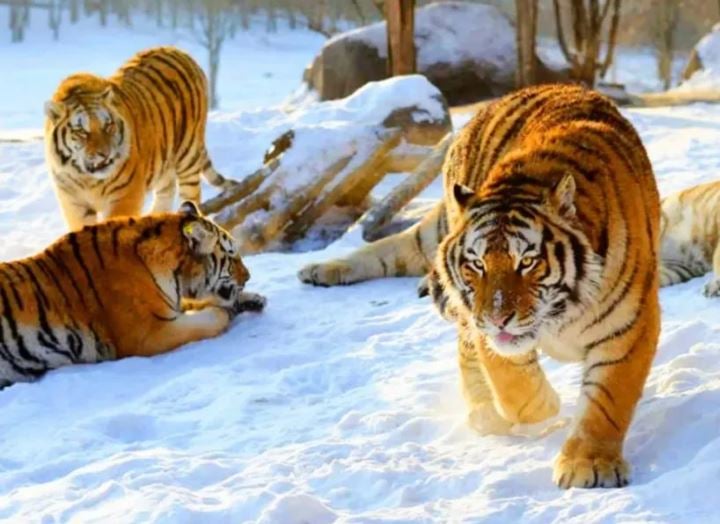 2-days-harbin-tour-package 2-days-harbin-tour-package