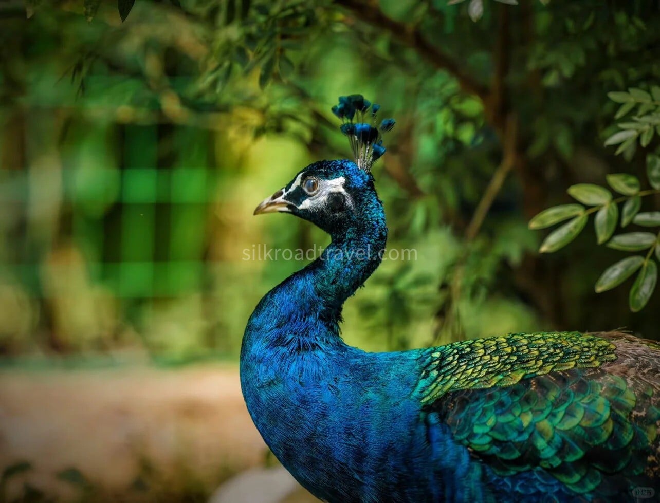 4-days-tropical-xishuangbanna-discovery-tour 4-days-tropical-xishuangbanna-discovery-tour