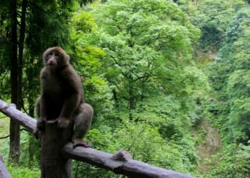 Ecological Monkey Zone Ecological Monkey Zone