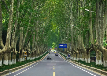 The Wutong Boulevard