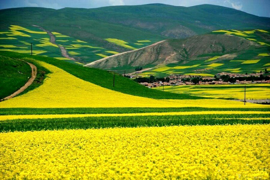 Menyuan Rape Flower