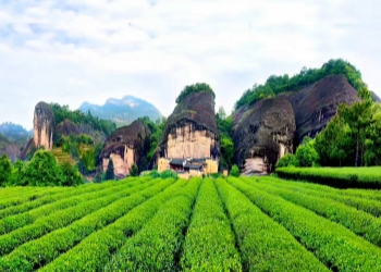 Dahongpao Scenic Area