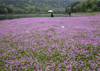 Milk Vetch