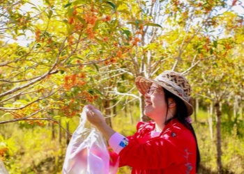 Osmanthus 