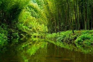 Chishui Bamboo Sea National Forest Park