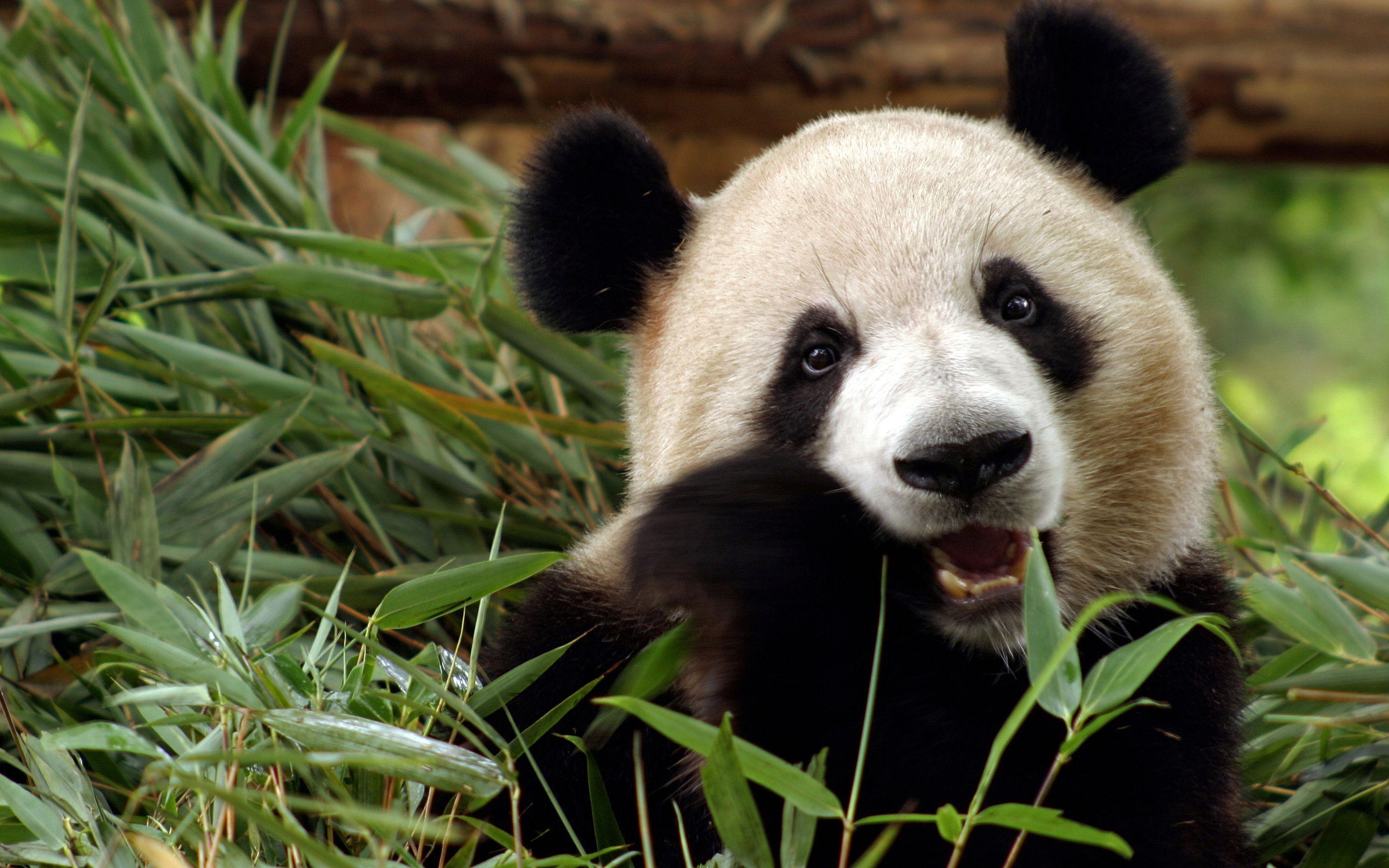 Chinese Giant Panda