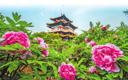 Luoyang Peony Festival